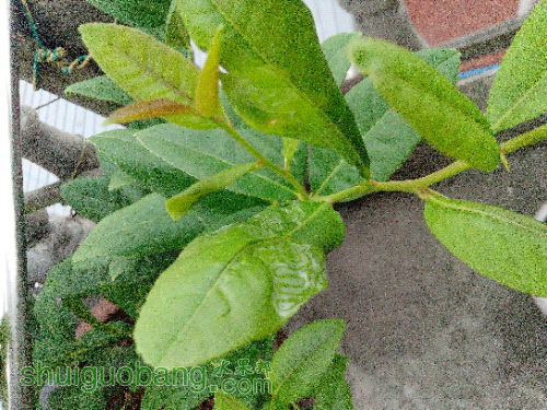 IMG_20150826_064203.jpg