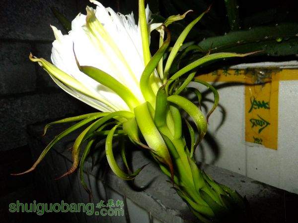 DSCF4384.JPG