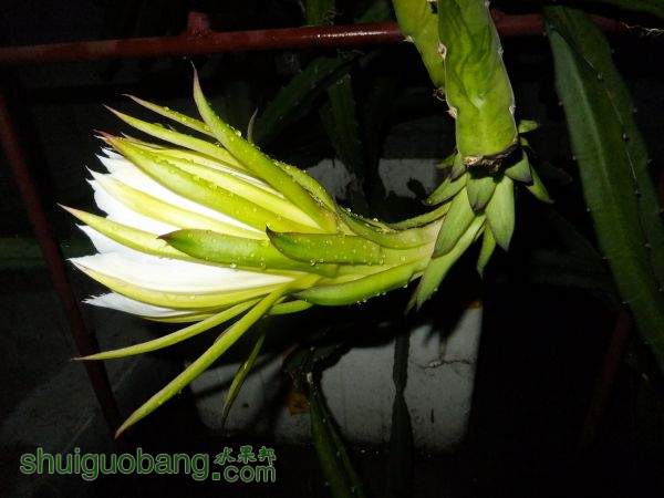 DSCF4509.JPG
