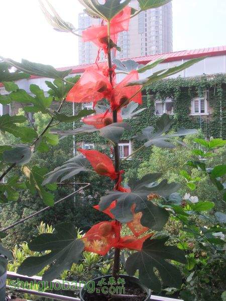 DSCF6423.JPG