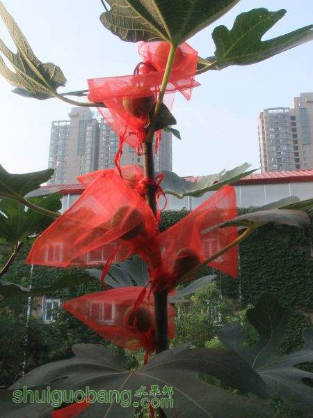 DSCF6426.JPG