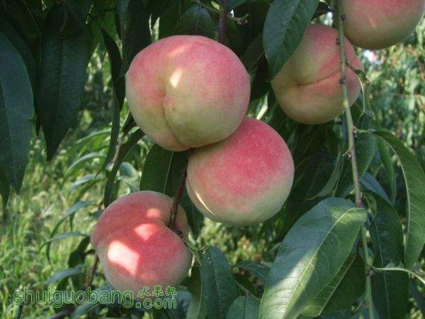 2015��8��29�պ�ɫ֮������Ե���� 001.jpg