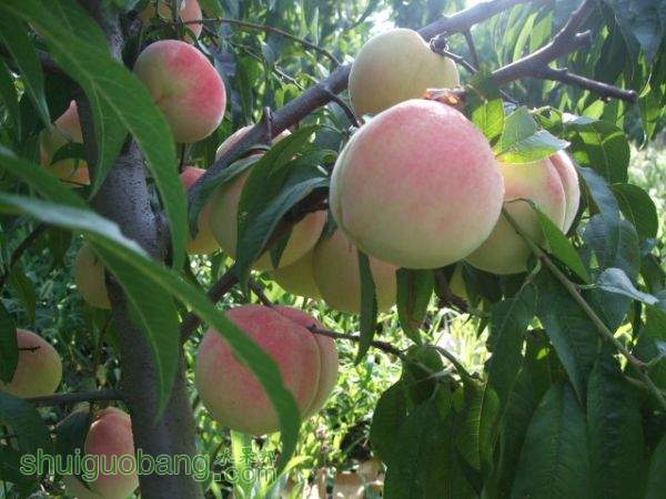 2015��8��29�պ�ɫ֮������Ե���� 003.jpg