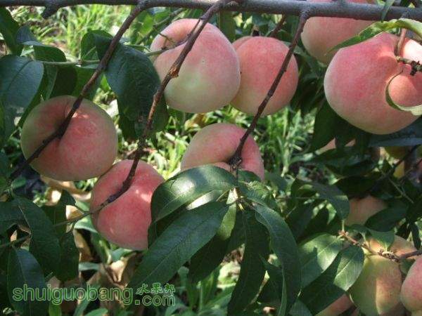 2015��8��29�պ�ɫ֮������Ե���� 004.jpg