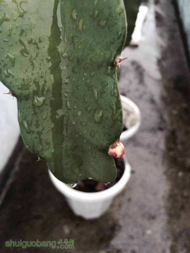 火龙果刚来花芽,能成熟吗?