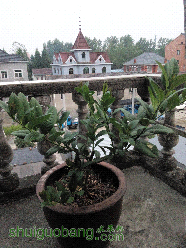 IMG_20150817_183107.jpg