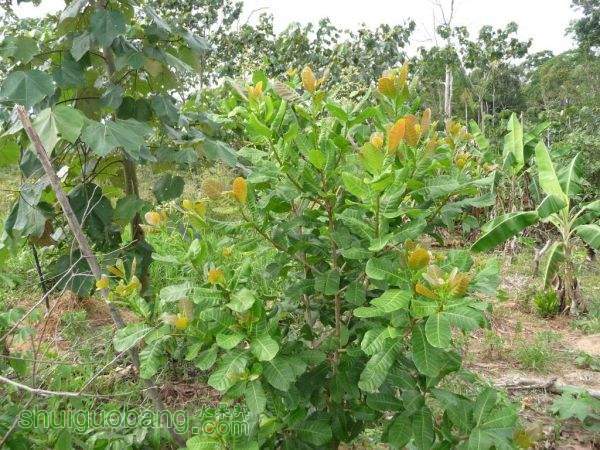 cashewtree-42.jpg