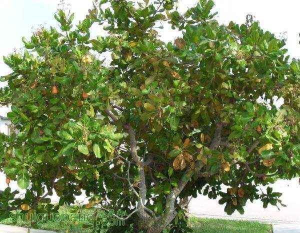 cashewfruits.jpg