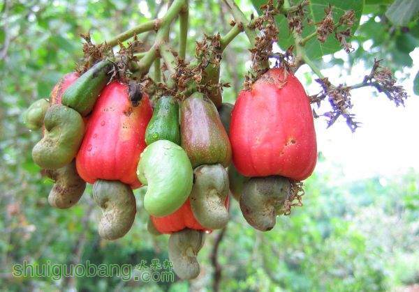 Cashewnuts_hanging_on_a_Cashew_Tree.jpg