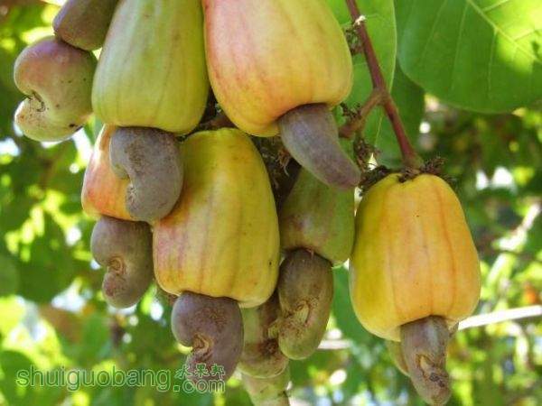 Cashew_Fruit_1.jpg