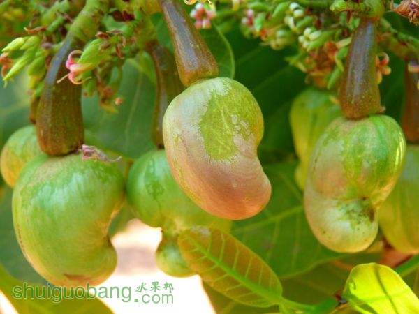cashew-51978_640.jpg
