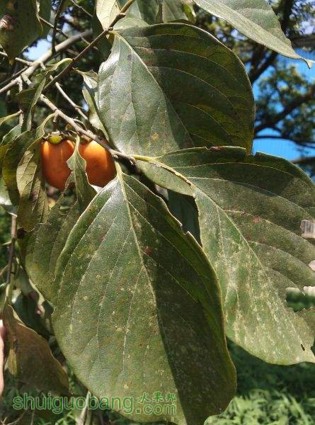 Ҷ��������Ƭ