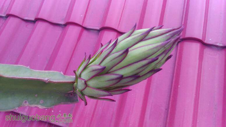 火龙果从开花蕾到开花要几天?