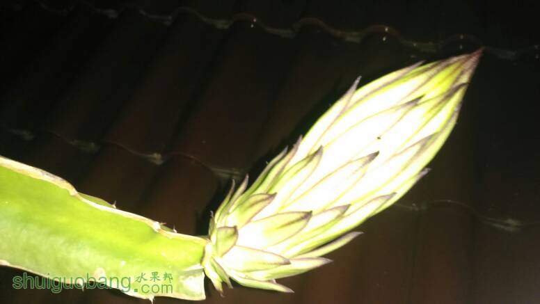 火龙果从开花蕾到开花要几天?