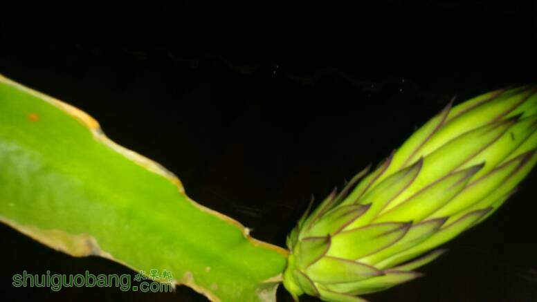 火龙果从开花蕾到开花要几天?