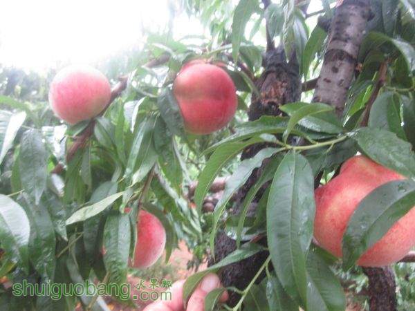 ��Դ��Ʒ��ľ 009.JPG