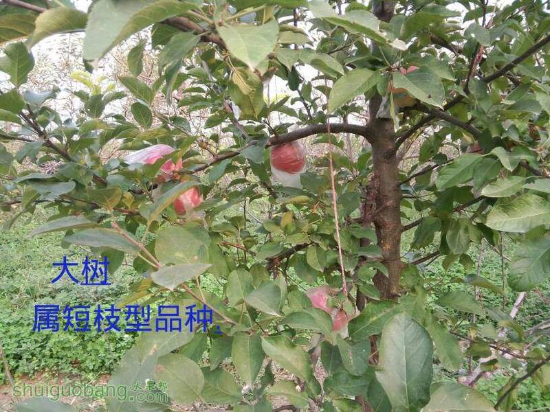 085206uyef45thtgcm1cey.jpg
