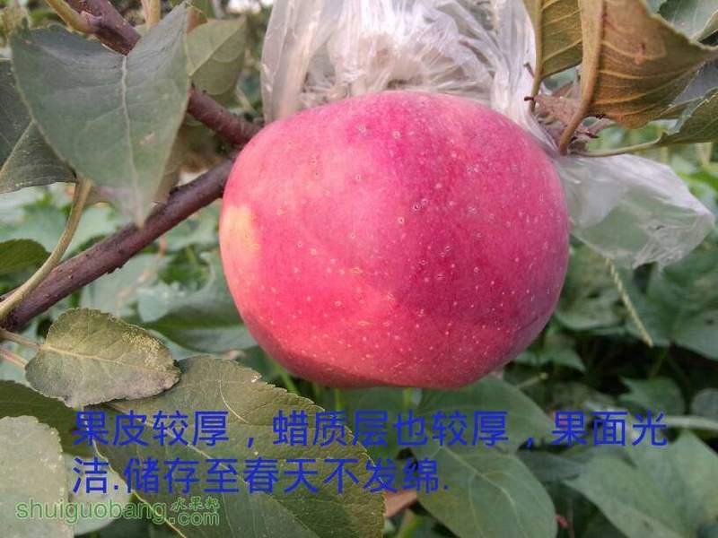 085207usosmlfbfq9mvlf4.jpg