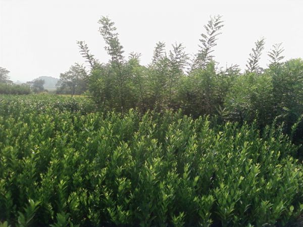 SP_A0506.jpg