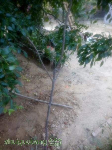 ſôղ