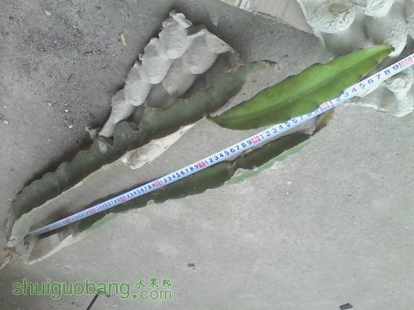155200dhfzryny0lm9lrmr.jpg