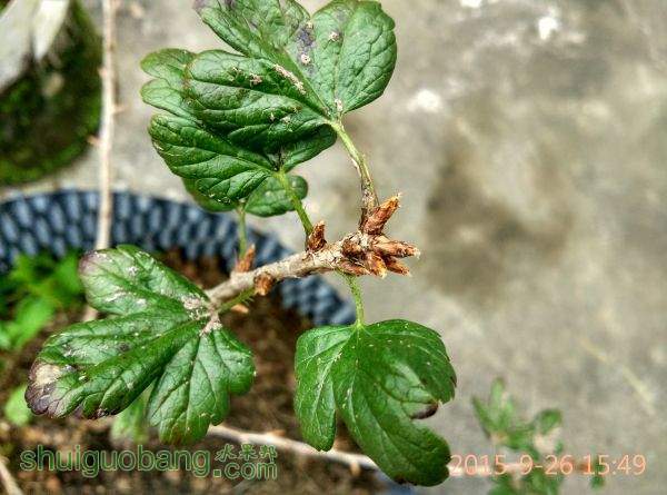 IMG_20150926_154954_HDR.jpg