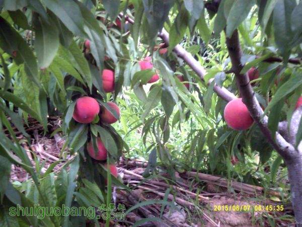 DSCF0007.JPG