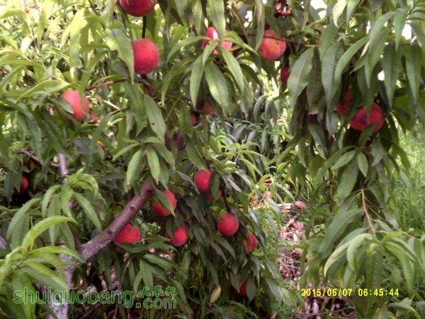 DSCF0008.JPG