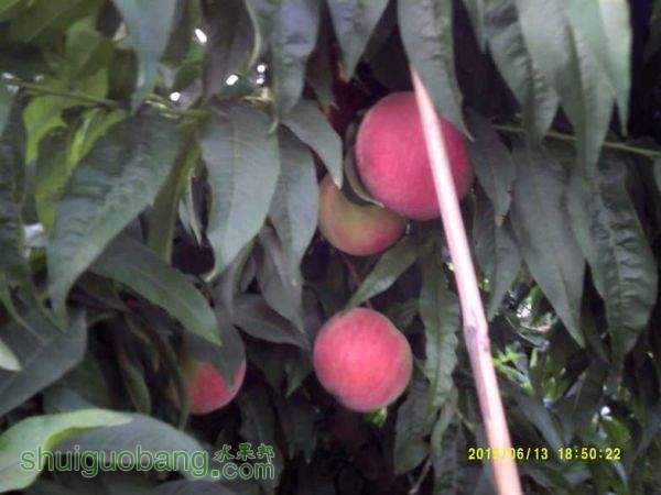 DSCF0011.JPG