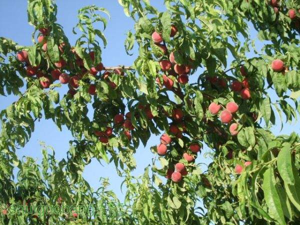 2014610֬ӡ 006.jpg