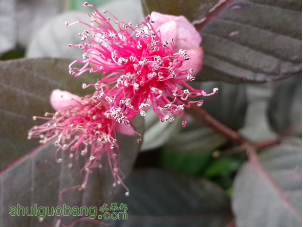 ͼ201510362526.png