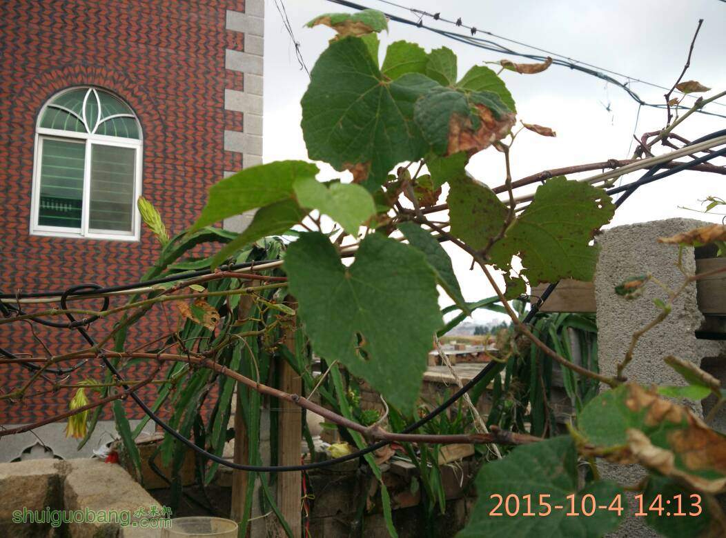 142439zrtpbewkmfefwzib.jpg