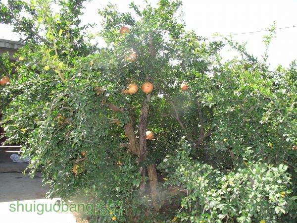 2015.10.1 ������԰����ʯ�� (50).JPG