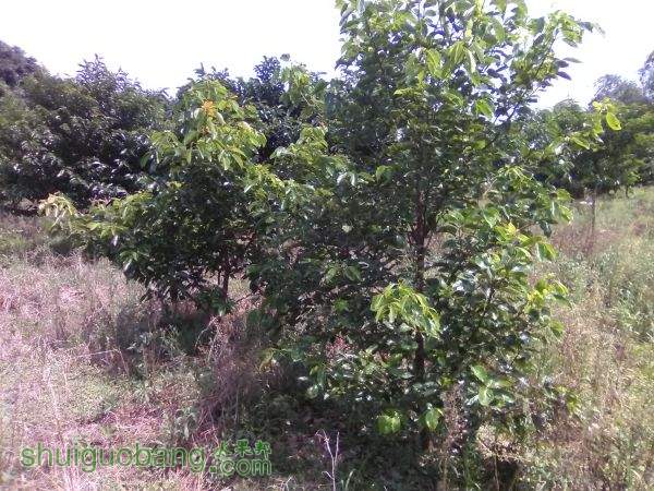 IMG_20150929_120145.jpg
