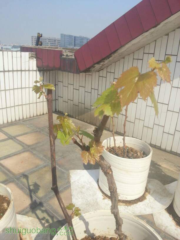 102031keza2s54zov45g2o.jpg