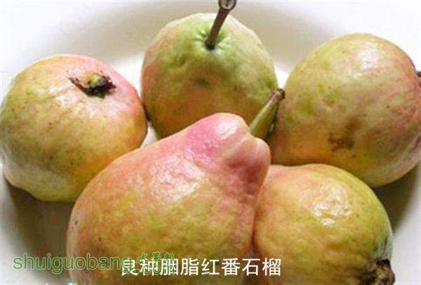 xiangxing_201203070338363079.jpg