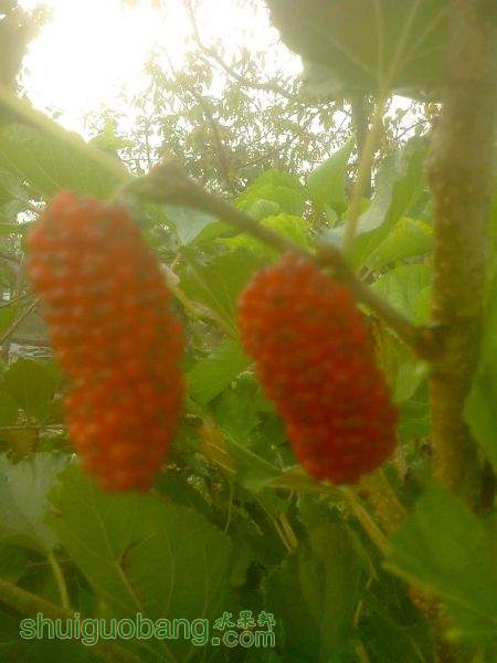 IMG1020075800.jpg