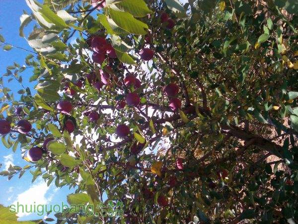 Ƭ 016.jpg