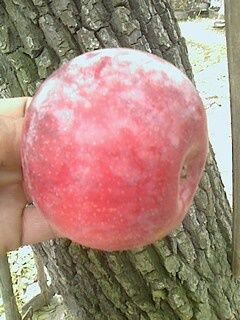 IMG1021145100.jpg