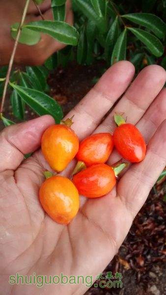 Cherry Rio Grande Sul - Orange fruits[1].jpg