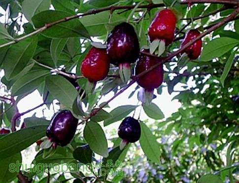 Cherry Rio Grande Sul- Red fruits[1].jpg