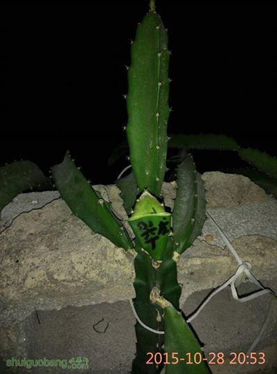 080434xndsrrsksd8rdi38.jpg
