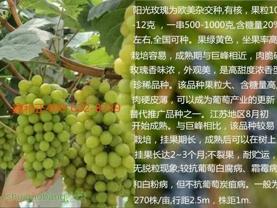 143046szts9t8edxuo9xri.jpg