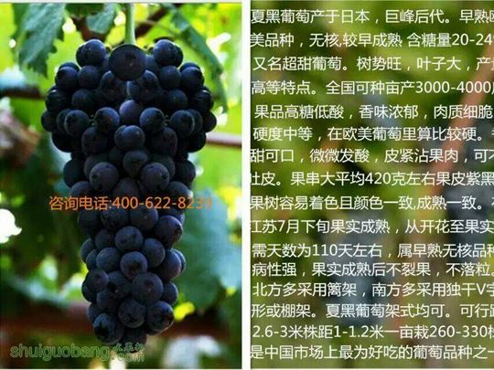 143241it40s5j5t42hytlm.jpg