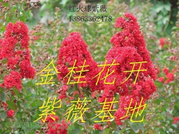 141717gd5id6anf33fiuyn.jpg.thumb.jpg