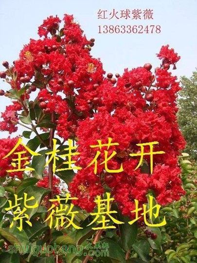 141658lyiu84l6gpemtblf.jpg.thumb.jpg