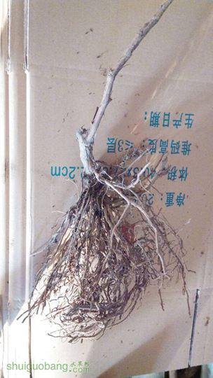 164446khuqggmemrtr33qq.jpg