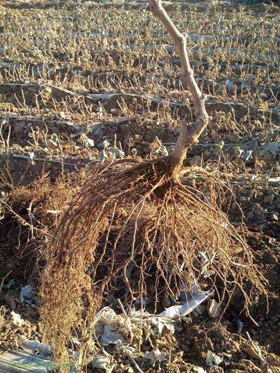 053456paah37phpp7wfp7z.jpg