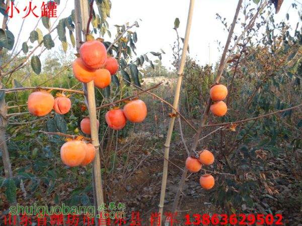 DSC03357.jpg