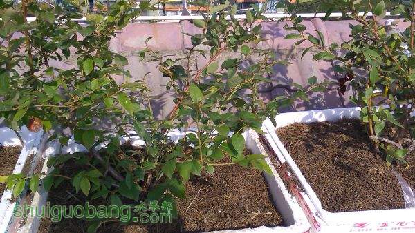 IMG_20151031_110227.jpg